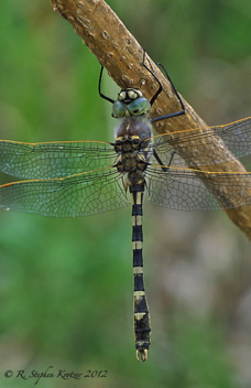 Didymops floridensis, male